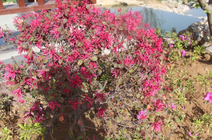 郑州御泉陵园园区景观花明仁里