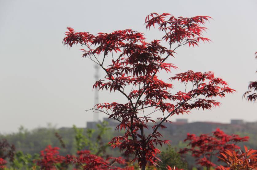 郑州御泉陵园园区景观花明仁里